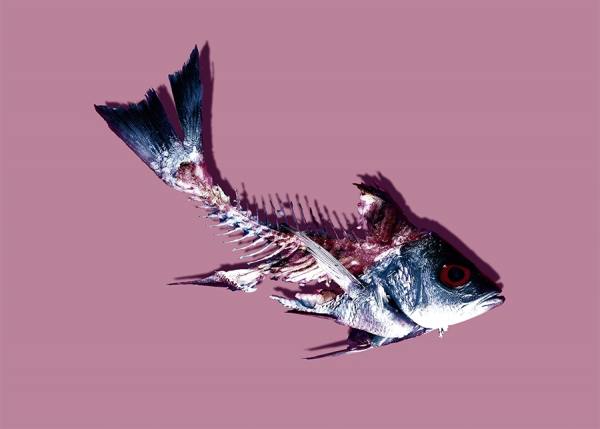 Photograph Paolo Cecchin Fish on One Eyeland